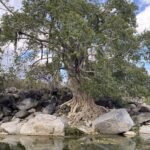 Zalate tree by side of arroyo