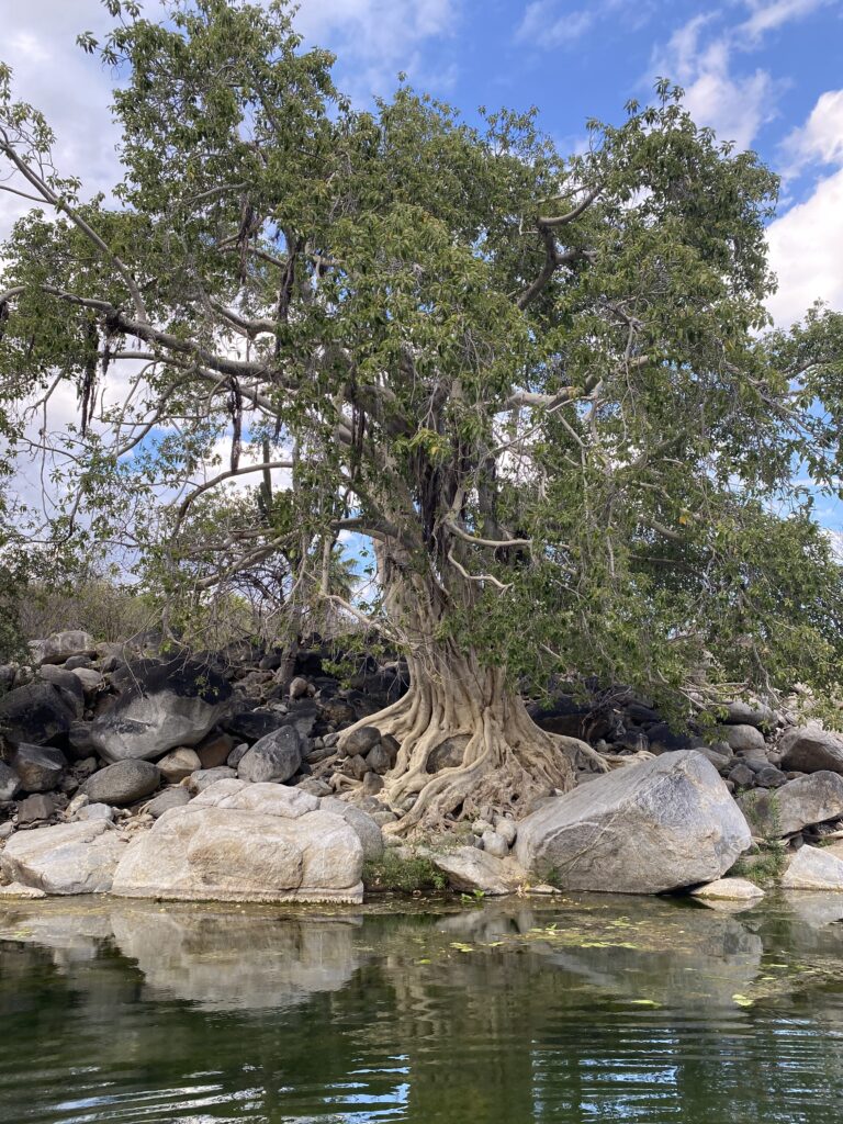 Zalate tree by side of arroyo