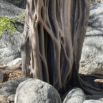 Brazil wood tree in the Sierra de la Laguna
