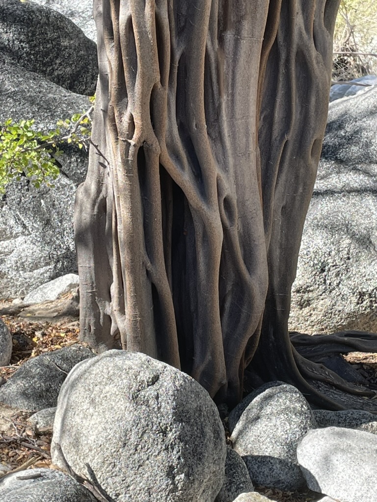 Brazil wood tree in the Sierra de la Laguna